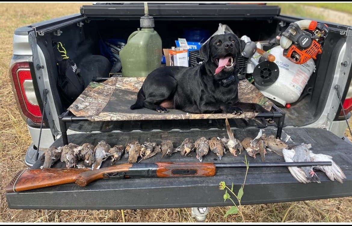 Day Hunt — Benny's Dove Hunter's Paradise